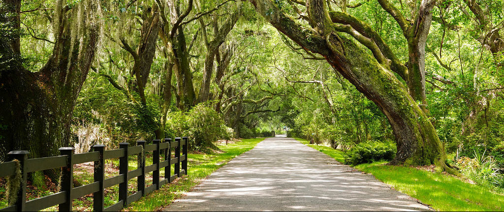 A paved path runs through a lush green forest canopy with large trees draped in Spanish moss, and a black wooden fence on the left side.
